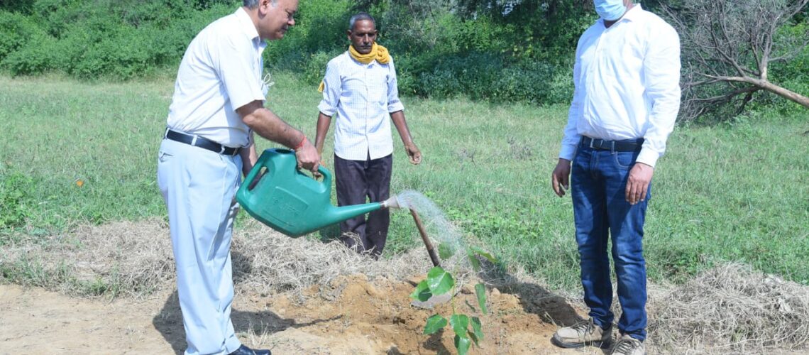 tree-plantation